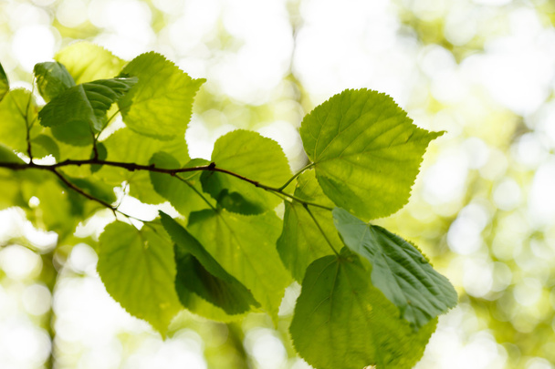 Green leaves - Foto, afbeelding