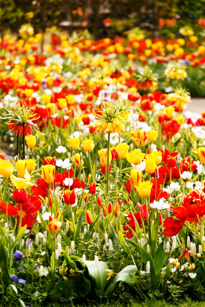 Spring garden - Fotografie, Obrázek