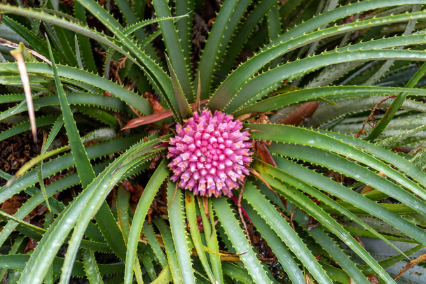  The Fascicularia bicolor, family Bromeliaceae in the botanical garden. - Photo, Image