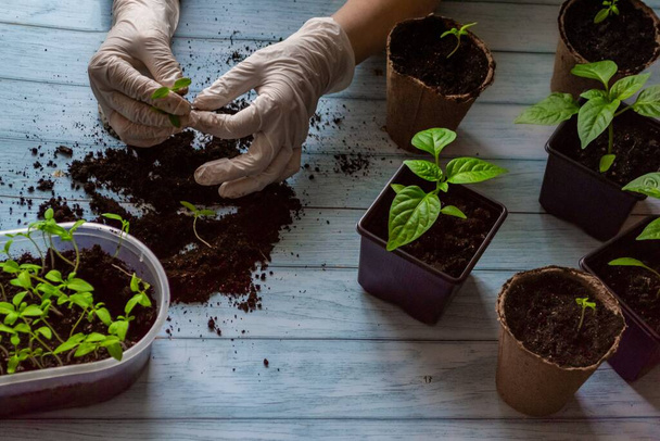 Gartenarbeit zu Hause. Frauenhände halten einen jungen Tomatensetzling, der in Töpfe verpflanzt werden soll. Blauer Holzhintergrund. - Foto, Bild
