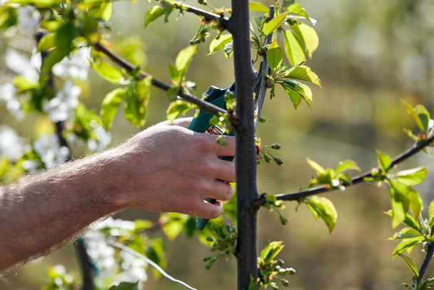 Farmer pruning cherry trees and branches of young trees during blossom in spring. - Photo, image