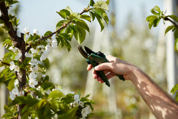Coltivatore potatura ciliegi e rami di giovani alberi durante la fioritura in primavera. - Foto, immagini
