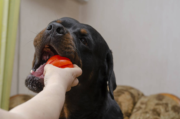Primer plano de una mano femenina sacando la pelota de la boca de un Rottweiler. Una mujer adulta está jugando con su mascota con una bola roja. Un perro macho adulto con la boca abierta. Vida de mascotas. En interiores. - Foto, Imagen