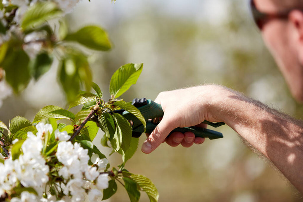 Farmář prořezávání třešní a větví mladých stromů během květu na jaře. - Fotografie, Obrázek