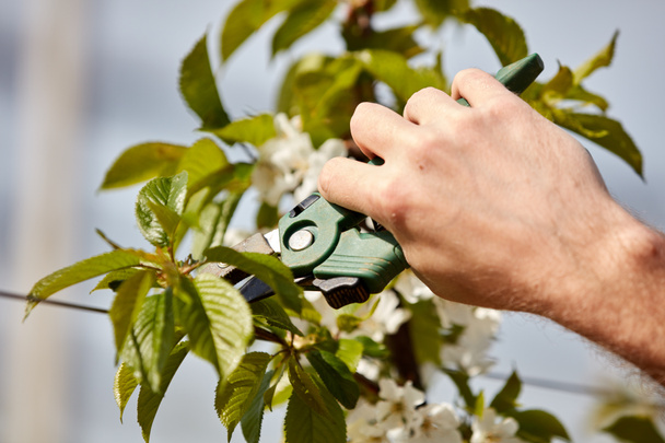 Farmer pruning cherry trees and branches of young trees during blossom in spring. - Foto, Bild
