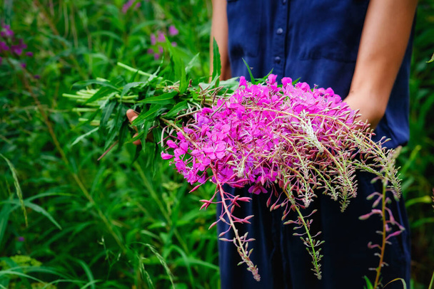 Close-up of hands collecting flowers of Ivan-tea. In the hands of a bouquet of pink flowers Willow-grass. Fireweed. - Foto, imagen