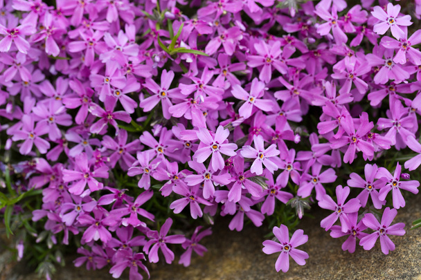 Aubrieta cultorum - pink or purple small flowers - Photo, Image