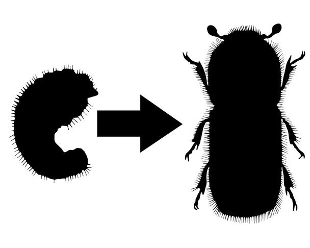Bark-beetle development - Vector, Image
