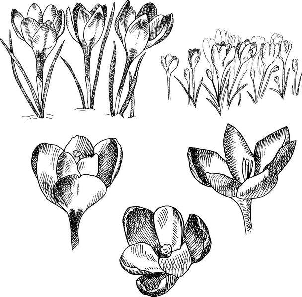 crocus vector illustration. black and white spring flowers. . made in traditional graphics Illustration for postcards, books, web, wall. great design for any purposes. Art element. - Vector, afbeelding