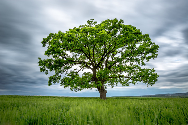 Размытое длинноцветное зеленое дерево в поле
 - Фото, изображение