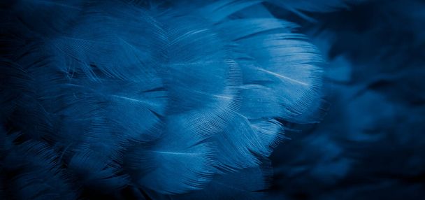 makrokuva sinisistä kananhöyhenistä. tausta tai tekstuuri - Valokuva, kuva
