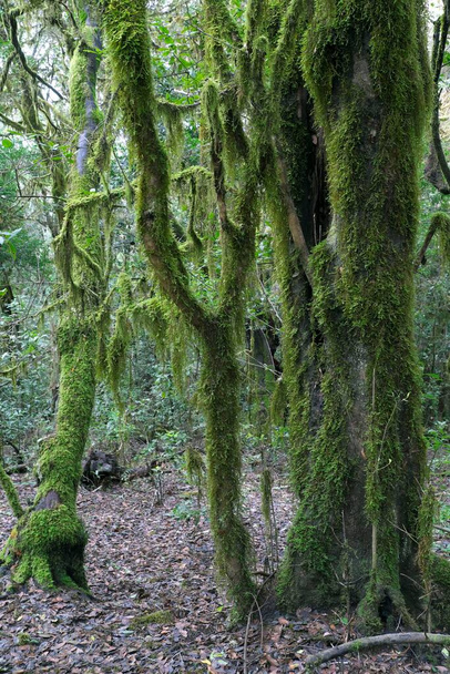 Moss-covered trees in the laurel forest, Garajonay National Park, La Gomera, Canary Islands, Spain, Europe - Фото, зображення