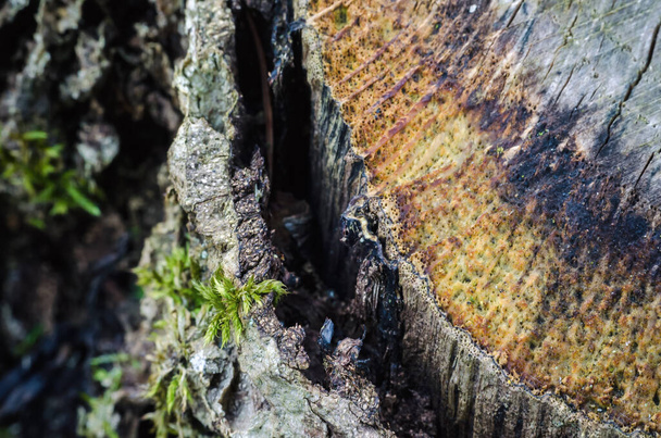 MOSS ON OLD STUMP - Весеннее рождение растений в лесу - Фото, изображение