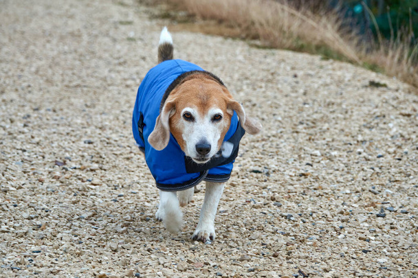 Beagle σκυλί σε ένα μπλε παλτό, τα πόδια κατά τη διάρκεια της βροχής   - Φωτογραφία, εικόνα