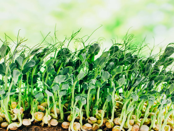 close-up op microgreens van gekiemde erwten op een achtergrond van groen - Foto, afbeelding