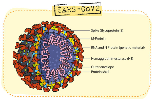 Vektorillustration der grundlegenden Struktur des Coronavirus. - Vektor, Bild