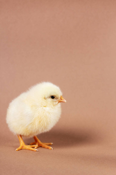 Ein neugeborenes kleines Huhn auf braunem Hintergrund. - Foto, Bild