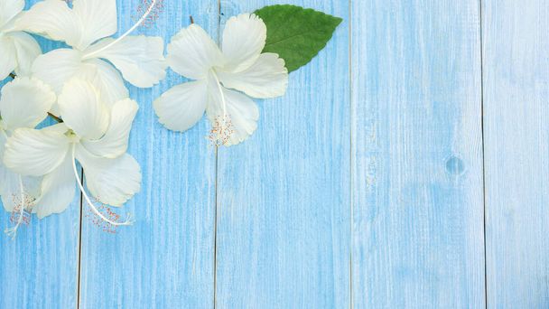 Mavi ahşap bir masada beyaz Hibiscus çiçekleri. - Fotoğraf, Görsel