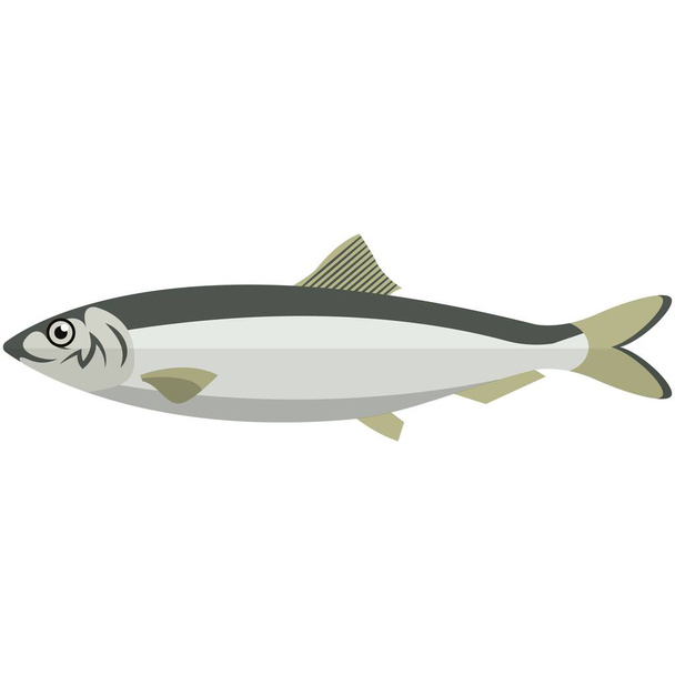 Vector fish baltic herring sea underwater wildlife - Vector, Image