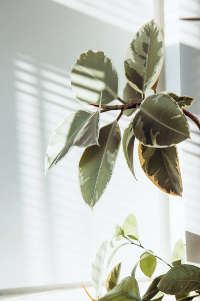 Moderne Zimmerpflanze Ficus im Topf. Immergrüne Topfpflanze für den Innenbereich auf hellem Hintergrund. Schattenwurf an der Wand. Zimmerpflanzen. Wohnraumkonzept - Foto, Bild