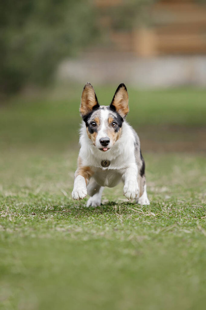 Cute border collie puppy at the nature background. Funny dog. Smart dog. Dog training - Foto, Imagen