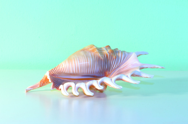 kagyló héj - Fotó, kép
