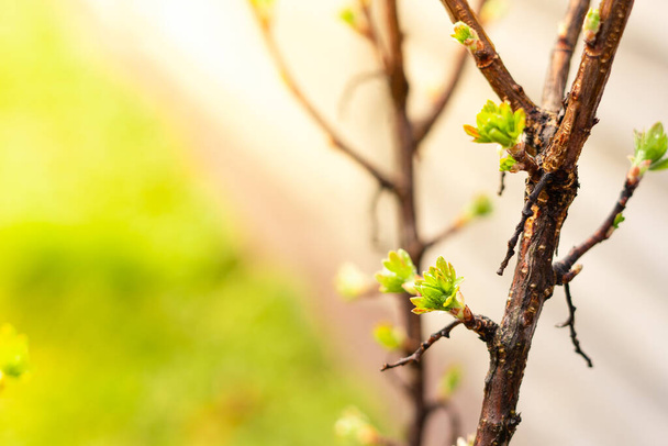 春の太陽の下で緑の葉を持つ若いグーズベリーの芽 - 写真・画像