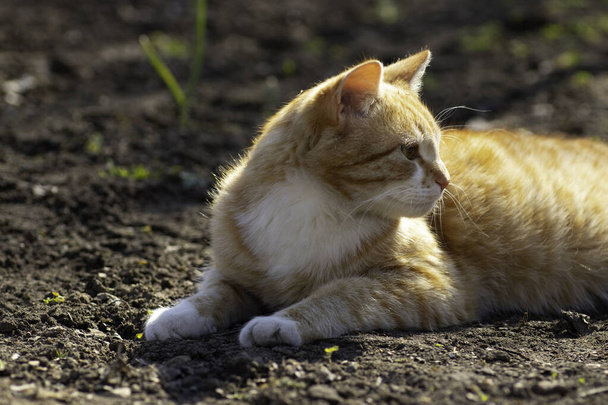 Рыжая кошка греется на весеннем солнце на земле в клумбе - Фото, изображение