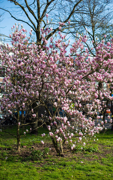 Цветение магнолии весной в Амстердаме - Фото, изображение
