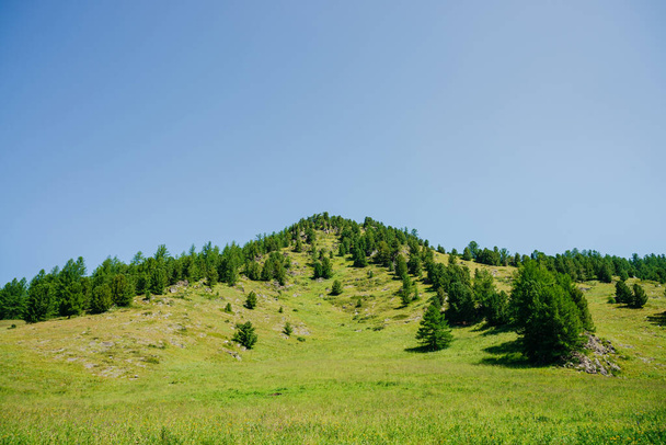 Υπέροχη θέα στην όμορφη κορυφή του καταπράσινου λόφου με κωνοφόρα δέντρα κάτω από τον καταγάλανο ουρανό. Ζωντανό αλπικό τοπίο του τέλειου τόπου σε ηλιόλουστη μέρα. Δάσος Κόνιφερ στην πλαγιά του λόφου. Πολύχρωμο ορεινό τοπίο. - Φωτογραφία, εικόνα