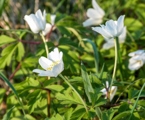 anêmona de madeira branca florescendo na primavera - Foto, Imagem