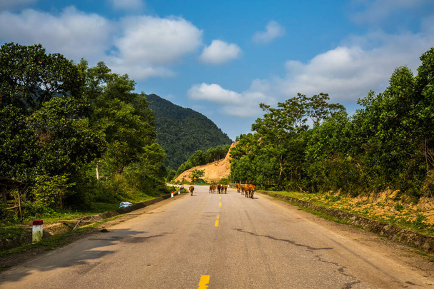Bellissimo paesaggio verde vivido con bufali sul viaggio dal Parco Nazionale Phong Nha Ke Bang a Cua Lo in Vietnam. Paesaggio rurale foto scattata nel sud-est asiatico. - Foto, immagini