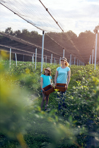 Mãe e filha colhendo mirtilos em uma fazenda orgânica - conceito de negócio familiar. - Foto, Imagem
