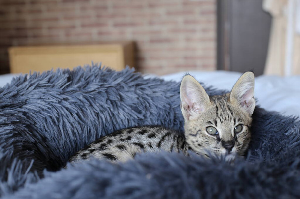 крупним планом знімок красивого розслабляючого екзотичного кота
 - Фото, зображення