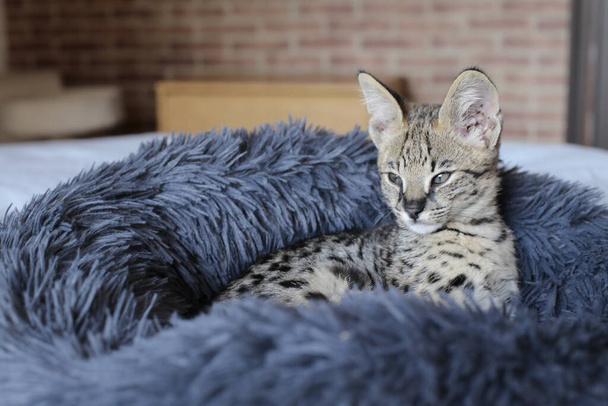Nahaufnahme der schönen entspannenden exotischen Katze - Foto, Bild