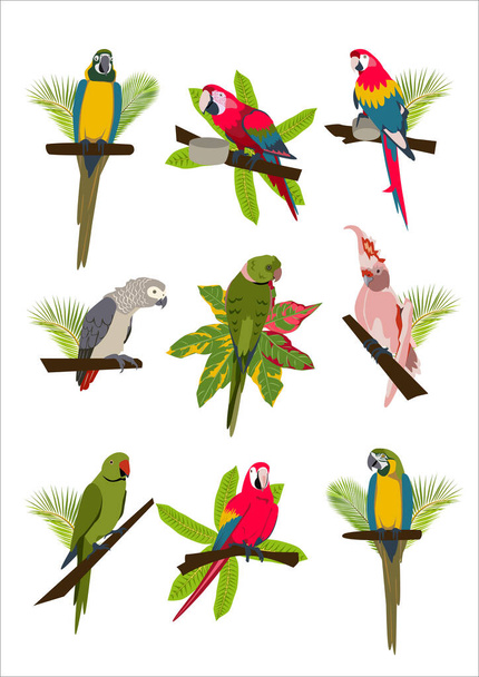 Trópusi kézzel rajzolt színes papagájok meghatározott növények és levelek. Makréla, kakadu, szürke és nyaklánc papagáj. Vektor illusztráció elszigetelt fehér háttér. - Vektor, kép
