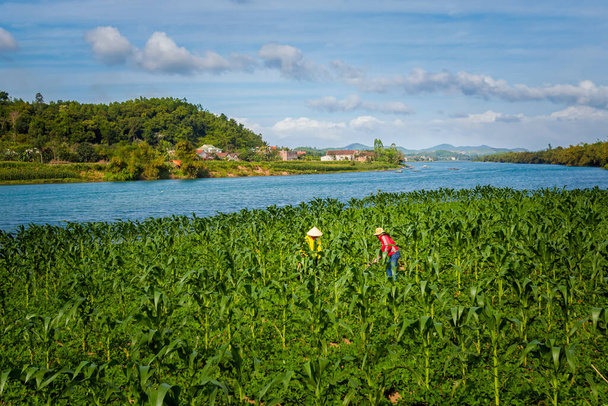 Belos campos com agricultores de milho em Chapéu Cônico no Parque Nacional Phong Nha Ke Bang no Vietnã. Paisagem rural foto tirada no sudeste da Ásia. - Foto, Imagem
