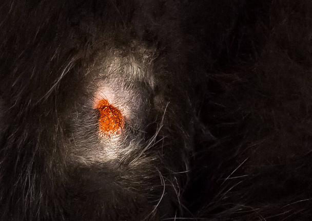 A wound on the paw of a black cat background, close-up. - Photo, Image