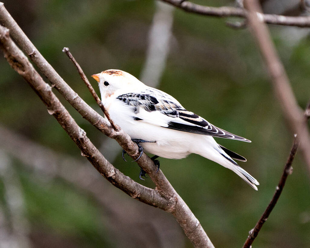 Bunting bird close-up retrovisor, empoleirado em um galho de árvore com um fundo desfocado em seu ambiente e habitat. Imagem. Neve bunting Picture. Retrato. Imagem.  - Foto, Imagem