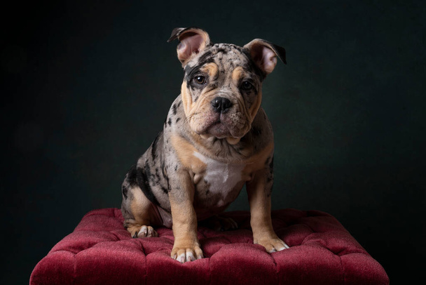 A Portrait of a cute old english bulldog puppy looking at the camera on a burdeaux red poof with a green background - Foto, imagen