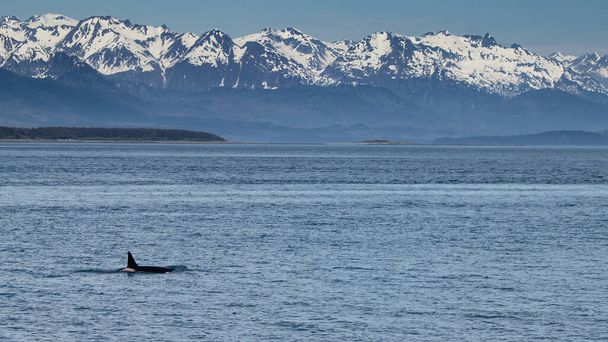 アラスカ州ジュノー近くのオーク湾でのオルカ水泳 - 写真・画像