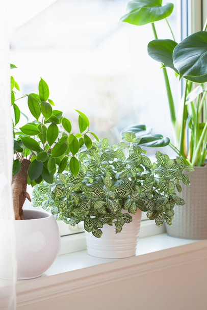 groene kamerplanten fittonia, monstera en ficus microcarpa ginseng in witte bloempotten op venster - Foto, afbeelding