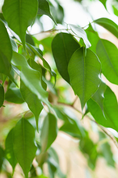 ficus benjamina duży zielony houseplant - Zdjęcie, obraz