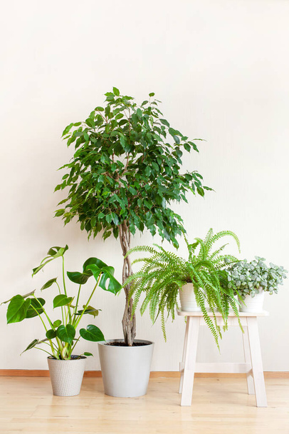 piante d'appartamento ficus benjamina, fittonia, monstera, nefrolepis in vasi da fiori - Foto, immagini