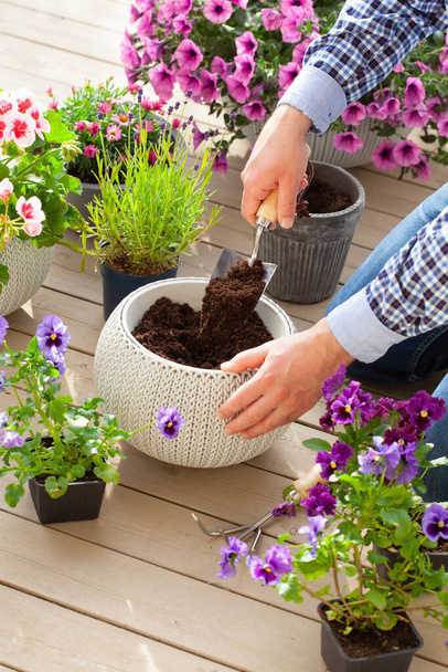 uomo giardiniere la semina viscido, fiori di lavanda in vaso da fiori in giardino sulla terrazza - Foto, immagini