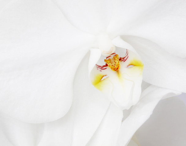 White orchid - Foto, Imagen