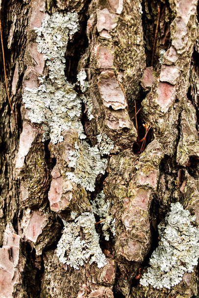 Krásná borová kůra textura v lese v zimě - Fotografie, Obrázek