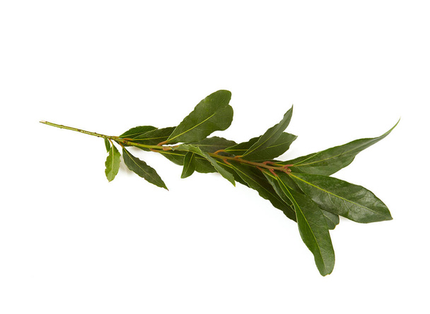 bay leaf isolated on white background - Φωτογραφία, εικόνα