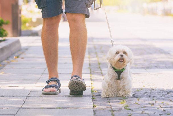 Muž kráčející s maltským psem ve městě - Fotografie, Obrázek