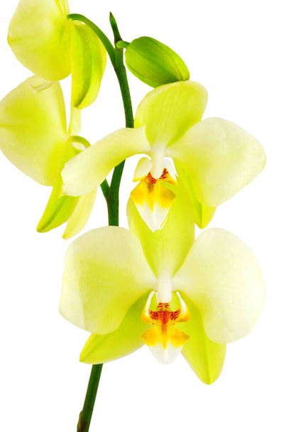 Fleur d'orchidée jaune, isolée sur fond blanc - Photo, image